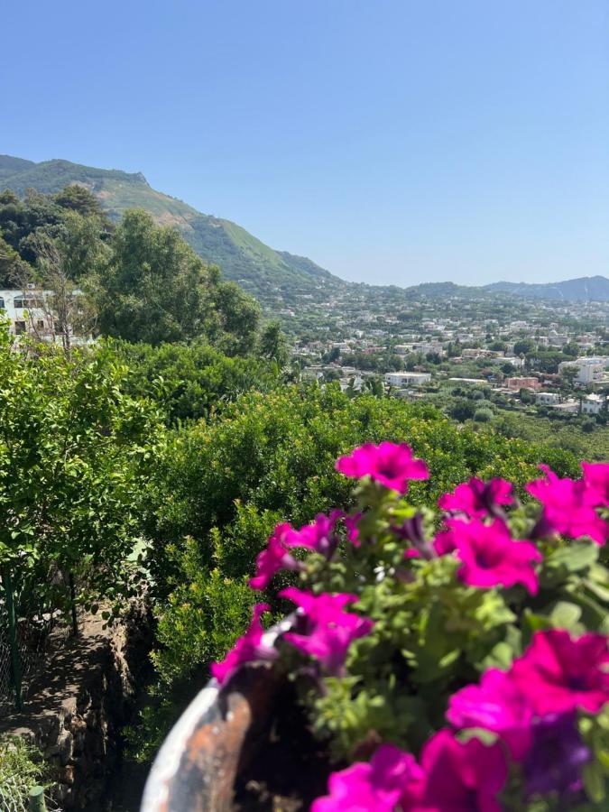 Blu Panorama Bed & Breakfast Forio di Ischia Екстериор снимка